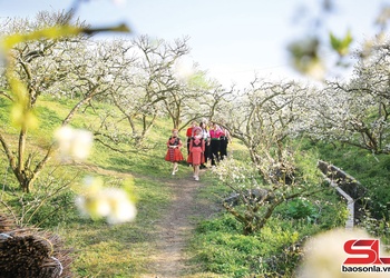 Sắc xuân trên cao nguyên Mộc Châu