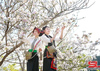 Sơn La dịu dàng trong sắc trắng hoa ban