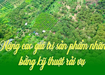 Nâng cao giá trị sản phẩm nhãn bằng kỹ thuật rải vụ