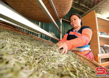 Nâng tầm giá trị cây chè vùng cao