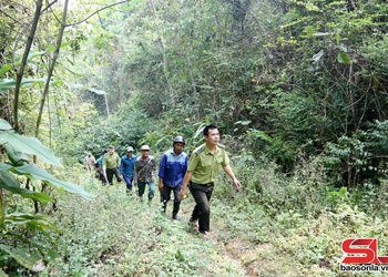 Không để cà phê "xâm lấn" đất rừng