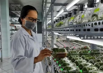 Điều kiện thành lập khu nông nghiệp ứng dụng công nghệ cao