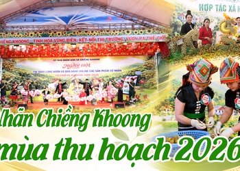 Nhãn Chiềng Khoong mùa thu hoạch 2026