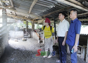 Quyết liệt ngăn dịch tả lợn châu Phi