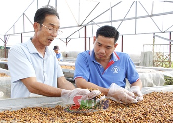 Chiềng Cơi phát huy vai trò của các hợp tác xã