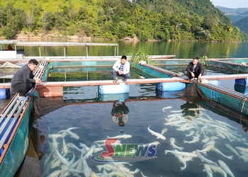 Thúc đẩy hợp tác xã sản xuất hữu cơ