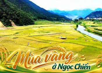 Mùa vàng ở Ngọc Chiến