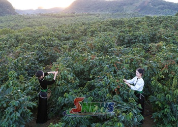 Mùa cà phê chín ở Chiềng Mai