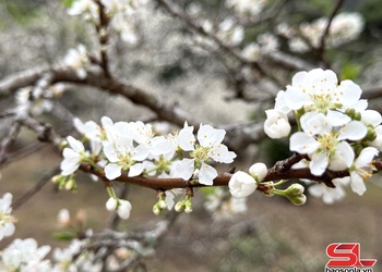 Plum blossom season in full bloom in Chieng Co