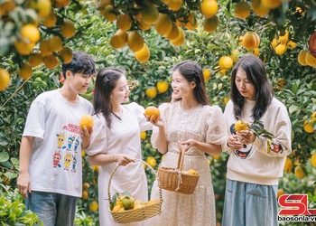Moc Chau develops fruit trees linked to tourism 