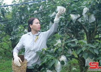 Phiêng Khoài khảu mua pít củ mák lê Tai Nung 