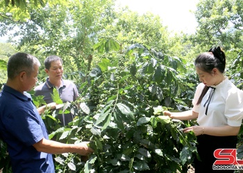 Cá tỉnh tánh ók máư 29 hợp tác xã