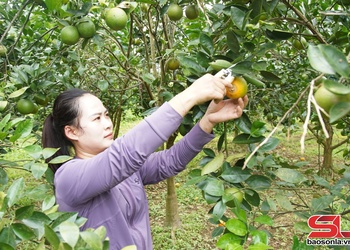 Mường Cơi khỏi đù cò kìn mák mi tanh