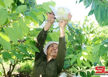  Mai Sơn pít củ cài 3.000 tấn mák na
