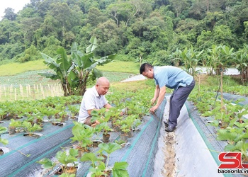  Yên Sơn mi cài 700 ha tà đìn cò kìn mák