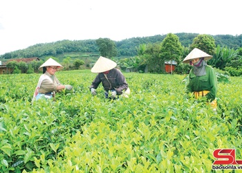  Bình Thuận pít củ đảy cài 7.000 tấn che nhọt đíp