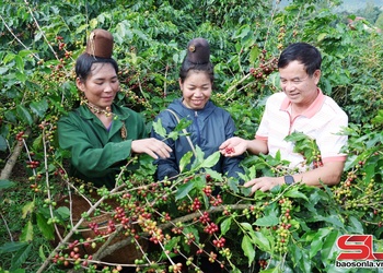 Đê trơưk tsưr ziv - tsưx truôx côngz bê “Cà phê Sơn La”