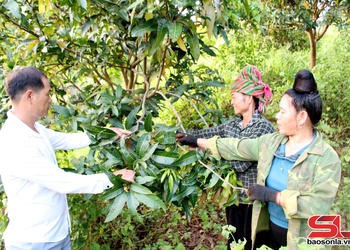 Paz trâu tuz kôngz tâu txaik nhiax huôv tsar uô kôngz lông