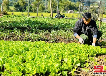 Thuận Châu bax chos chiv kôngz ntux no