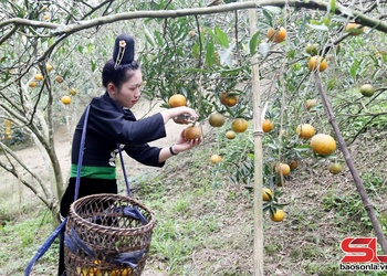 Jok Nà Mòn sâu tâu yax 210 tấn txir thênhx caz