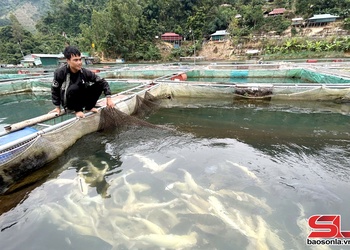  Sản lượng pà, củng tảnh liệng bườn 11 danh tính cựt đảy 685,2 tấn