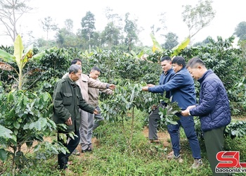 Nậm Lầu muôx yax 1.770 ha cà phê