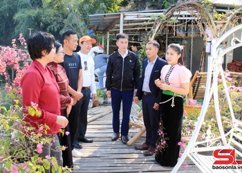 Muong La welcomes over 2,000 tourists