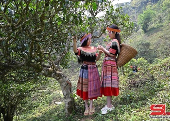 Ta Xua welcomes over 5,200 visitors during holiday