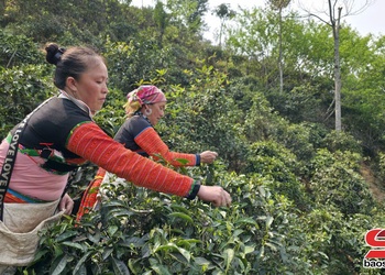 Hòm hương chè Tà Xùa