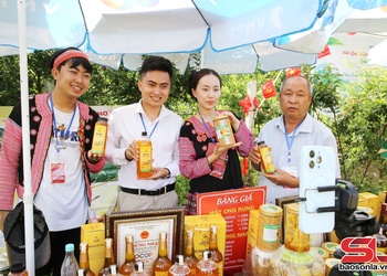 Livestream cáo ảng chương hay khòng na Mộc Châu