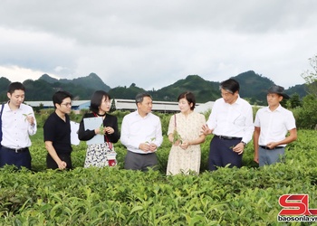 Japanese Ambassador visits tourism, agricultural sites in Son La