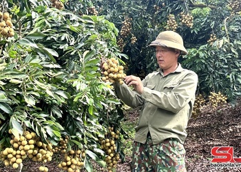 Chiêng Khương mua mák nhạn xúc chạu