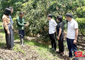Luz chaix txir lưv tsiz siar nzor ntơưv Chiềng Khương