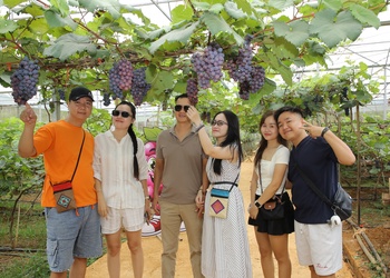 Visitors amazed by the beauty of grapevines dripping with ripe fruit