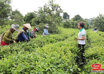 HTX hôm phân nho sùng ca con chương hay xuần