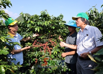 Chu xồ xảm tổng kết bón dệt sanh púk cà phê đắc ngon