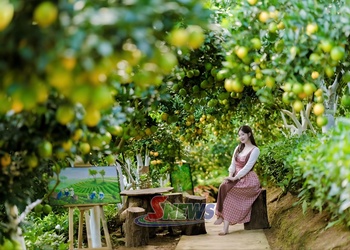 Van Son turns orchards, tea hills into experiential tourism attractions