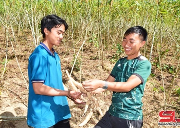 Sốp Cộp mở rộng diện tích trồng sắn cao sản