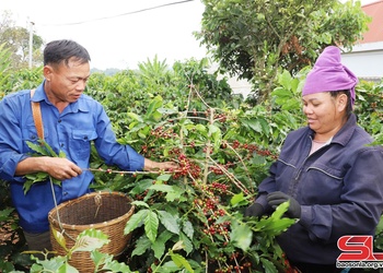 Mai Sơn vào vụ thu hái cà phê