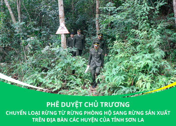 Phê duyệt chủ trương chuyển loại rừng từ rừng phòng hộ sang rừng sản xuất trên địa bàn các huyện của tỉnh Sơn La