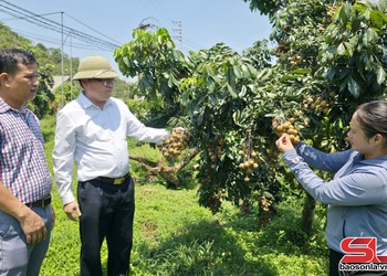 “Đảo chiều” mùa vụ, cho quả ngọt bốn mùa
