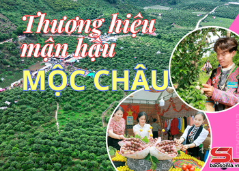 Thương hiệu mận hậu Mộc Châu