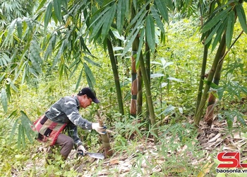 Vai trò trung tâm điều phối, triển khai các hợp phần Dự án GREAT 2