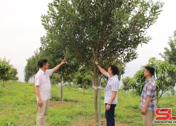 Xây dựng nhãn hiệu chứng nhận “Mắc ca Sơn La”