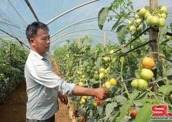 Trồng rau trái vụ ở Mộc Sơn