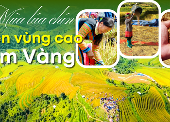 Mùa lúa chín trên vùng cao Xím Vàng