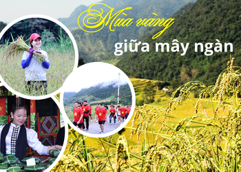 Mùa vàng giữa mây ngàn 