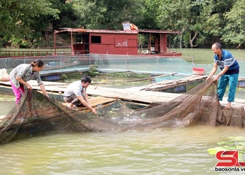 Nông dân Tạ Khoa làm giàu