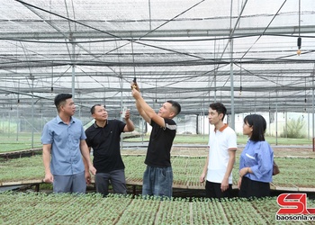 Phát triển đa dạng cây trồng vụ đông