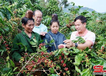 Kết nối nâng tầm thương hiệu Arabica Sơn La